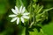 Common Chickweed - Stellaria media