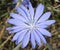 Common chicory