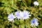 Common chicory blooming in nature at sunny summer day. Blue flowers on meadow, close up. Bee collects nectar. Blossom of chicory i