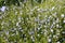 Common chicory blooming in nature at sunny summer day. Blue flowers on meadow, close up. Bee collects nectar. Blossom of chicory i