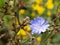 Common chicory blue flower blossom, macro. Wild herbal plant closeup