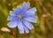 Common chicory blue flowers blossom, macro. Wild herbal plant closeup