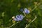 Common chicory blue flowers macro selective focus