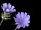 Common Chicory (Cichorium intybus)