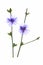 Common chicory (Cichorium intybus)