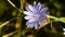 Common chicory, Cichorium intybus, flower