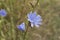 Common Chicory or Cichorium intybus flower blossoms commonly called blue sailors, chicory, coffee weed