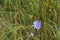 Common Chicory or Cichorium intybus flower blossoms commonly called blue sailors, chicory, coffee weed