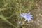 Common Chicory or Cichorium intybus flower blossoms commonly called blue sailors, chicory, coffee weed