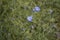 Common Chicory or Cichorium intybus flower blossoms commonly called blue sailors, chicory, coffee weed