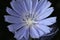 Common Chicory or Cichorium intybus flower blossoms commonly called blue sailors, chicory, coffee weed, or succory is a herbaceous