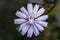 Common chicory, Cichorium intybus, flower. Malta, Mediterranean