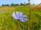 Common chicory (Cichorium intybus) is a somewhat woody, perennial herbaceous plant of the daisy family Asteraceae