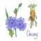 Common chicory or Cichorium intybus. Vector illustration.