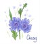 Common chicory or Cichorium intybus. Vector illustration.