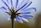 Common chicory flower, Cichorium intybus