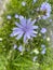 Common chicory flower, Cichorium intybus with blurred background