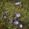 Common chicory plant with lovely blue flowers growing in the wild