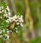 Common chiffchaff bird watching intently from echium flowers