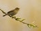 Common chiffchaff on a branch, blurred background