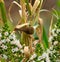 Common chiffchaff on cane stalks and echium flowers