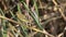 Common chiffchaff laid on the branches of the reeds in the marsh