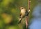 Common Chiffchaff (Phylloscopus collybita)