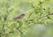 A common chiffchaff Phylloscopus collybita perched on a branch .With a beautiful light green coloured background with leafs and