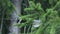 Common Chiffchaff, Phylloscopus collybita perched on a spruce