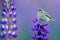 Common Chiffchaff, Phylloscopus collybita, singing on the beautiful violet Lupinus flower in the nature meadow habitat. Wildlife