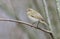 Common chiffchaff posing on small dry twig in early spring time with clean gray background