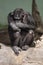 Common chimpanzee