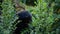 Common chimpanzee eating leaves between vegetation - Pan troglodytes