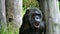Common chimpanzee (lat. Pan troglodytes)