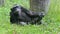 Common chimpanzee (lat. Pan troglodytes)
