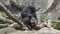 The common chimpanzee Pan troglodytes