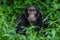Common Chimpanzee - Pan troglodytes