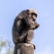 Common Chimpanzee, Pan troglodytes, popular great ape from African forests and woodlands