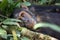 The common chimpanzee Pan troglodytes resting in the forest. A large black ape in the dense lower floor of the African