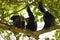 Common Chimpanzee  Pan troglodytes schweinfurtii relaxing in a tree, Kyambura Gorge, Queen Elizabeth National Park, Uganda.