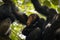 Common Chimpanzee  Pan troglodytes schweinfurtii relaxing in a tree, Kyambura Gorge, Queen Elizabeth National Park, Uganda.