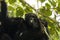 Common Chimpanzee  Pan troglodytes schweinfurtii relaxing in a tree, Kyambura Gorge, Queen Elizabeth National Park, Uganda.