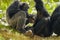 Common Chimpanzee  Pan troglodytes schweinfurtii relaxing in a tree, Kyambura Gorge, Queen Elizabeth National Park, Uganda.