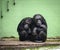 Common chimpanzee Pan troglodytes in ZOO in Pilsen, Czech Repiblic