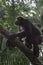 Common Chimpanzee - Scientific name- Pan troglodytes schweinfurtii portrait at Kibale Forest National Park, Rwenzori Mountains, Ug