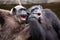 Common Chimpanzee sitting next in love.