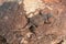 Common Chuckwalla Lizard Sauromalus ater on granite boulder