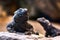 Common Chuckwalla (Sauromalus ater)