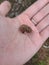 Common cicada shell molted and held in human hand