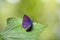 Common Ciliate Blue Anthene emolus butterfly